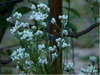 Gnaphalium californicum California Pearly Everlasting - grid24_12