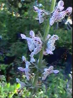 Stachys ajugoides rigida, Bugle Hedgenettle commonly has polka dot flowers - grid24_12