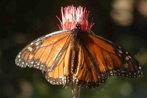 Here a Cirsium occidentale var. venustum, Red Thistle, flower is being visited by a Monarch butterfly.  - grid24_12