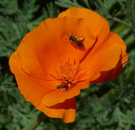 California Poppies are great for wildlife.  - grid24_12