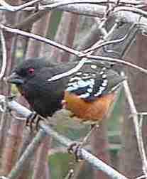 Spotted Towhee (Rufous-sided towhee), Pipilo maculatus early morning before sun is strong they'll be out - grid24_12