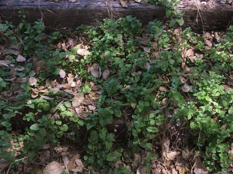 Yerba Buena, Satureja douglasii is a green groundcover. that will grow in light shade - grid24_12