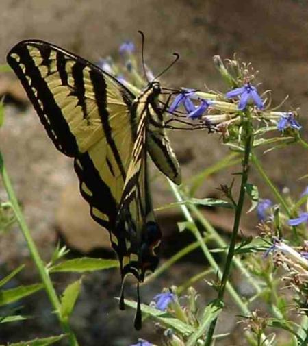 Amazingly, the Lobelia dunnii var. serrata, Dunn's Lobelia, is not being bent over by the weight of a visiting Pale  Swallowtail butterfly in the Santa Margarita nursery.  - grid24_12