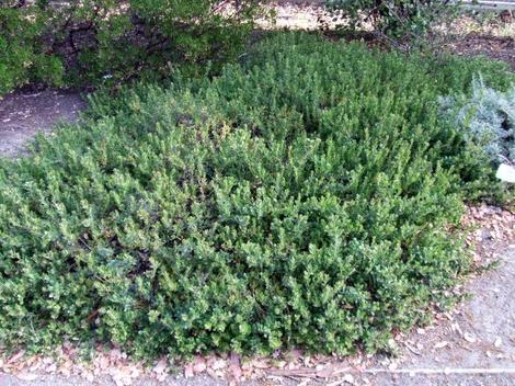 Arctostaphylos edmundsii, Carmel Sur Manzanita makes a cute little ground cover. - grid24_12