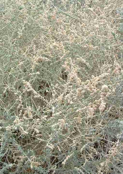 Atriplex polycarpa - cattle saltbush, allscale saltbush, Allscale, cattle spinach with seed heads - grid24_12