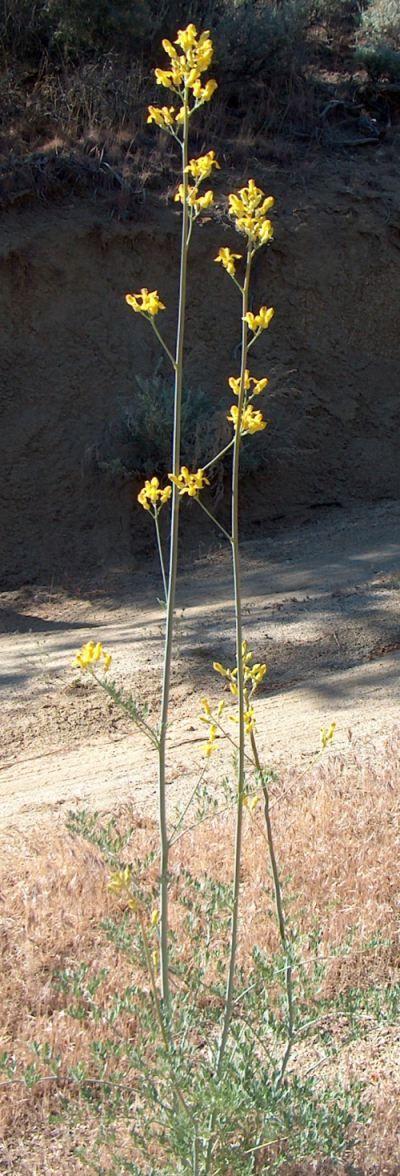 Here is a healthy specimen of Dicentra chrysantha, Golden Eardrops. - grid24_12