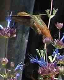 Allen's hummingbird on a Salvia clevelandii - grid24_12