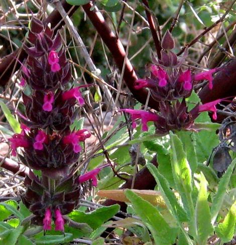 The Las Pilitas form of Salvia spathacea is a flat ground cover. - grid24_12