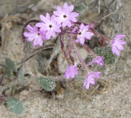 Abronia umbellata, Purple Sand Verbena flowers - grid24_12