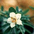 Crossosoma californicum, Catalina Rockflower, has small white flowers and grows along the south coast and Channel Islands of California. - grid24_12