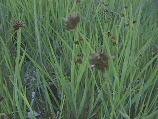 Juncus phaeocephalus phaeocephalus Brown Headed Creeping Rush - grid24_12