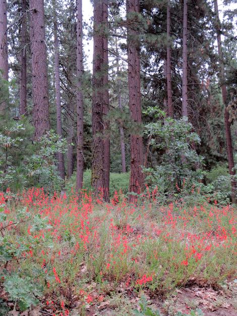 Quercus Kelloggi, Penstemon rostriflorus, Asclepias eriocarpa, and Ribes roezlii under Pinus Ponderosa, Ponderosa Pine. - grid24_12