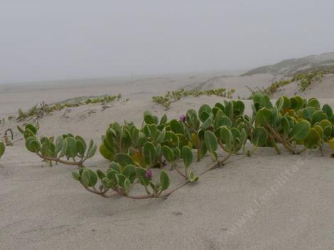 Abronia maritima, Sand verbena, growing in beach sand, on a foggy summer day in Morro Bay, California.  - grid24_12