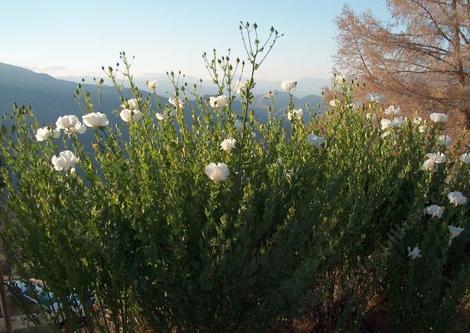 Romneya coulteri,  Matilija Poppy thicket - grid24_12