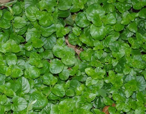 Yerba Buena, Satureja douglasii is a beautiful flat green ground cover that smells good and some use as tea. - grid24_12