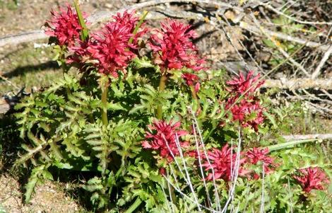 Pedicularis densiflora, Indian Warrior at Santa Margarita - grid24_12