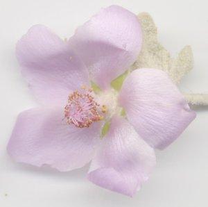 Malacothamnus fasciculatus,  Bush mallow flowers are loved by the native bees and ranges from Malibu to the edge of the desert and through much of Southern California. - grid24_12