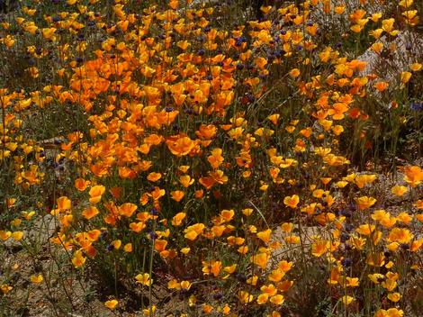 Eschscholzia caespitosa, Dwarf Californian Poppy - grid24_12