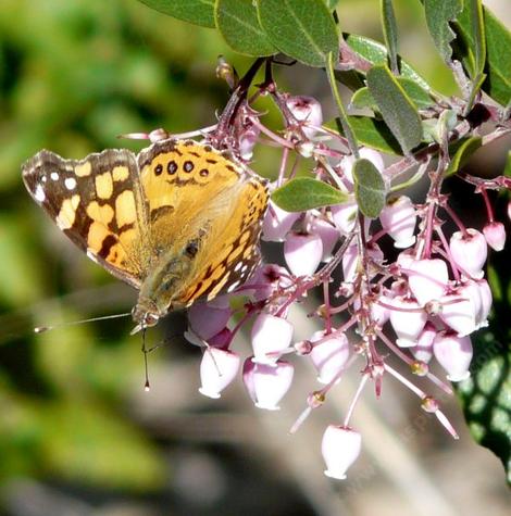 A painted lady butterfly on a Sentinel manzanita flower - grid24_12