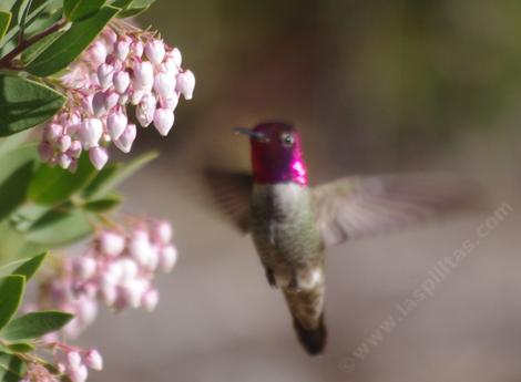 Arctostaphylos Ian Bush with an Anna Hummingbird. This manzanita is easy in most of coastal California. - grid24_12