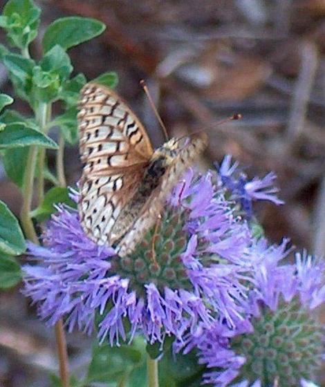A Monardella villosa with a Comstock fritillary butterfly  on it. - grid24_12