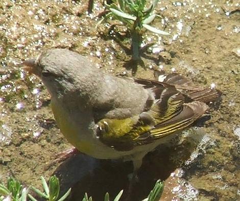 A female Lawrence Goldfinch - grid24_12