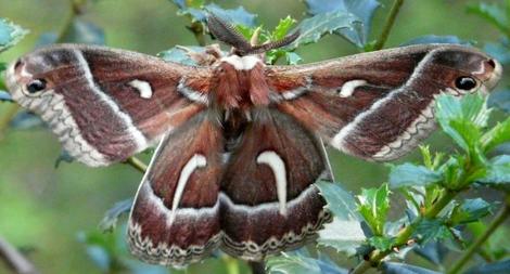 Ceanothus silkmoth
Hyalophora euryalus an hour of so after emerging from the cocoon. When they first come out their wings are like wet paper. They 'inflate' and harden over a period of a couple of hours. - grid24_12