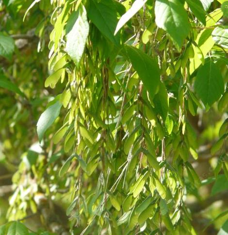 Acer negundo californicum, California Box Elder  seeds - grid24_12