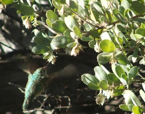 Arctostaphylos silvicola,  Ghostly Manzanita with an Anna Hummingbird - grid24_12