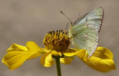 Bidens laevis Joaquin Sunflower, with Colias eurytheme, Alfalfa Butterfly - grid24_12