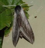 Great Ash Sphinx Moth - grid24_12