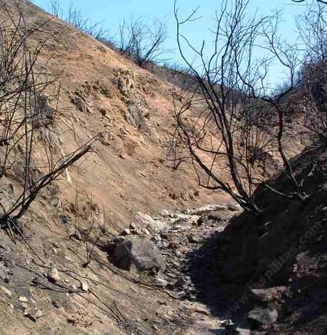 After a fire gullies like this can become raging torrents after the first rain, then all is usually fine again. The wildflowers commonly germinate BEFORE any introduced seeds. - grid24_12