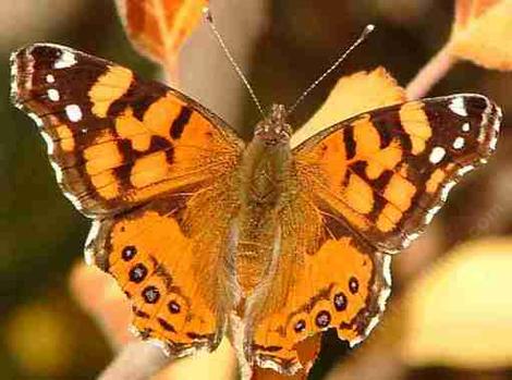 American Painted Lady Butterfly, Vanessa virginiensis resting - grid24_12
