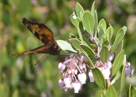 Arctostaphylos densiflora Sentinel manzanita with California Tortoise Shell butterfly, Nymphalis californica - grid24_12