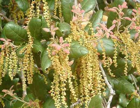 Quercus agrifolia, Coast Live Oak, catkins, flowers - grid24_12