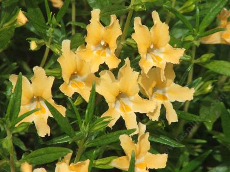 This monkey flower came from a roadside in Agoura, between Thousand Oaks and Los Angeles. You can put  Los Angeles back into the wild. - grid24_12