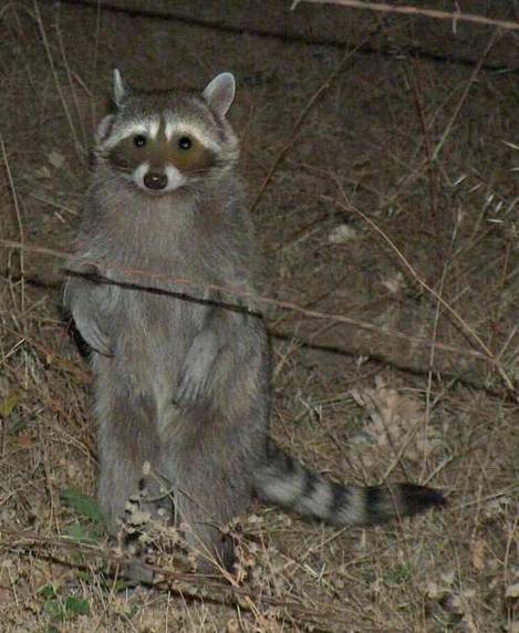 You will misspell raccoon, you will misspell raccoon.... - grid24_12 You will misspell raccoon, you will misspell raccoon.... - grid24_12