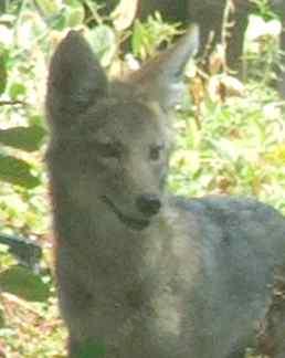 This is an old photo of a young coyote, whose name was given to Monardella villosa, Coyote Mint.  - grid24_12