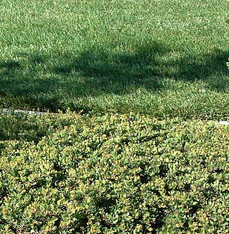 Emerald Carpet manzanita likes lawn water - grid24_12