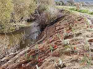 a creek bank restoration planting - grid24_12