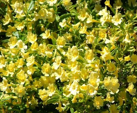 Long Flowered monkey flower in full flower. Imagine a flower like this that you do not have to water. Drought tolerant in places like Santa Barbara and Los Angeles. - grid24_12
