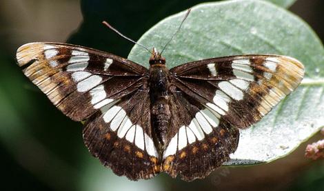 Lorquin's Admiral sunning on a Rhus ovata leaf. - grid24_12