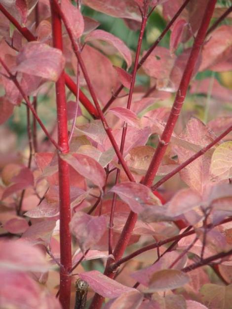 Cornus stolonifera, Red Stem Dogwood fall color with it's red stems makes the California stems turn red in fall. - grid24_12