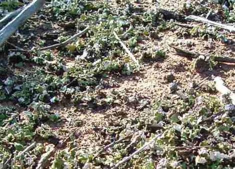 Blue Green Algae and Lichen in clean soil in Coastal sage scrub. Many plant communities used to rely on lichens for much of the soil nutrition. Now weeds have replaces this. - grid24_12