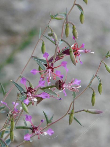 Clarkia, Garland Flower, Mountain Garland, Clarkia unguiculata - grid24_12