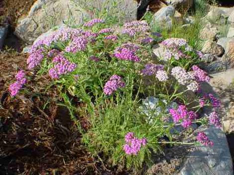 Achillea millefolium rosea Island Pink Pink Yarrow  - grid24_12