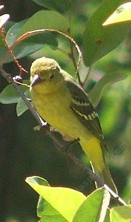 A female Hooded Oriole, Icterus cucullatus thinking - grid24_12