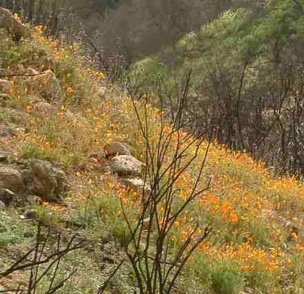 A natural recovery of a California ecosystem after a fire.NO grasses or weeds. - grid24_12