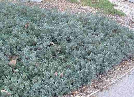 Pacific Mist Manzanita can make a flat ground cover if you tip the upright stems. - grid24_12