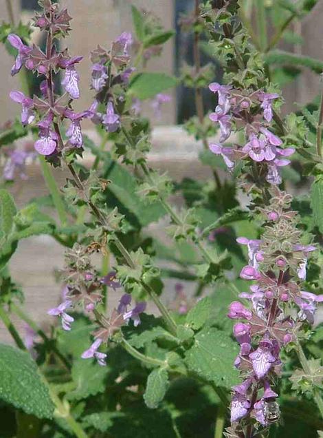 Stachys ajugoides rigida,  Bugle Hedgenettle - grid24_12